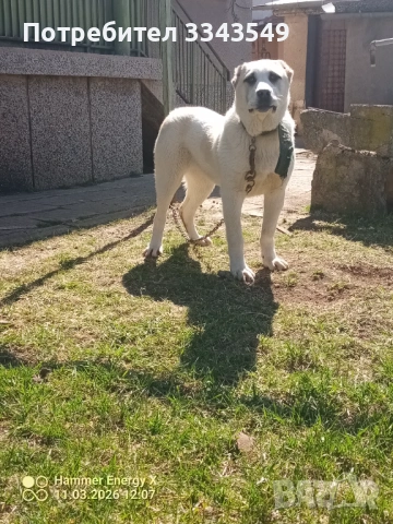 Женско кутре на 5 месеца , снимка 2 - Алабай - 53796285