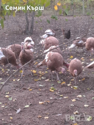 Пуйки Ред Бърбън, снимка 4 - Кокошки и пуйки - 52122158