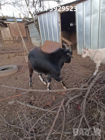 продава едро мъжко яре с. Кичево