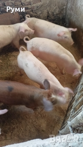 Продавам прасенца 30-35кг, снимка 5 - Прасета - 52802580