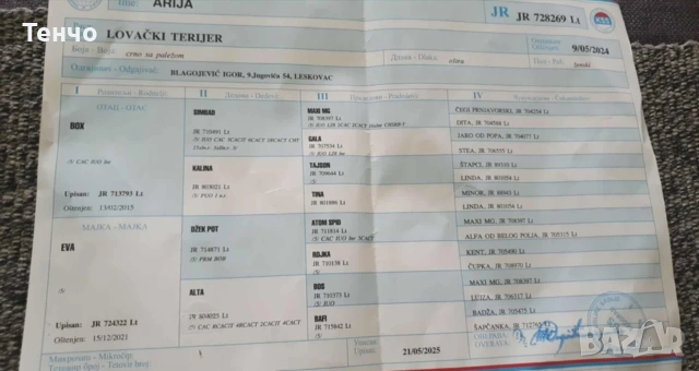 женски ягдтериер, снимка 3 - Ягдтериер - 53508935