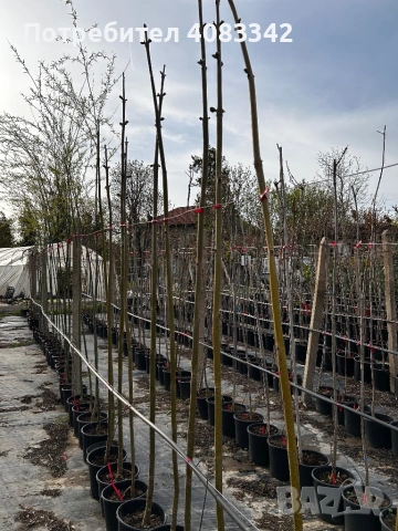 Пауловния Томентоса, снимка 2 - Градински цветя и растения - 54221071