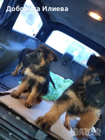 Немски овчарки , снимка 7 - Други - 52058168