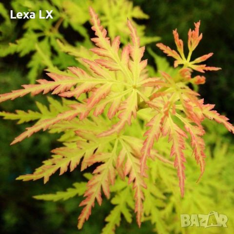 acer seiryu palmatum/ японски клен, снимка 1 - Градински цветя и растения - 46012114