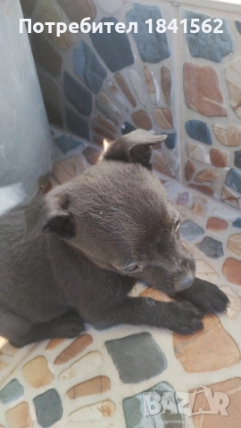 Продават се , снимка 2 - Пинчер - 52423373