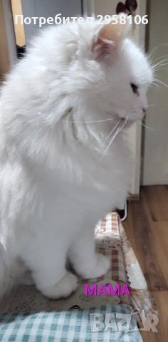 персийска чинчила, снежно бяла, 5 мес., снимка 11 - Британска късокосместа - 50837290