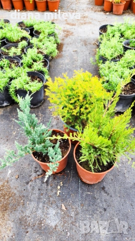 Промо пакет от 3бр студоустойчиви иглолистни и вечнозелени растения!