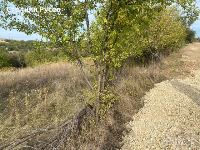 с. Калипетрово имот 1191кв.м / градина / парцел / терен , област Силистра -цена 11 000лв на 100м от , снимка 12 - Парцели - 49801270