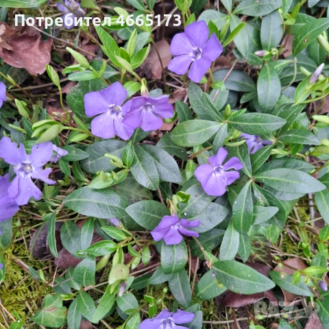 Пъстролистна Винка Минор , снимка 6 - Градински цветя и растения - 54268086