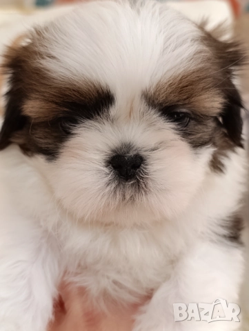 Кученца Ши Тцу /SHIH TZU FCI pedigree 