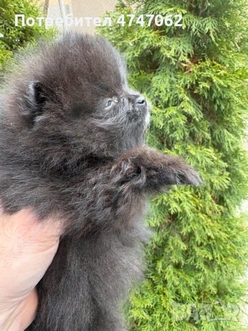 Померан момчета и момиче, снимка 7 - Померан - 54019512