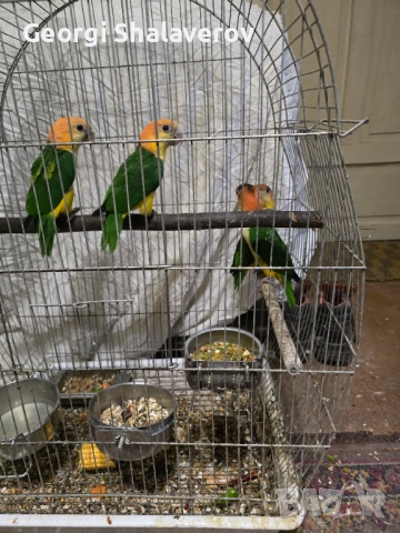 Продавам кайки, снимка 4 - Папагали - 52124637