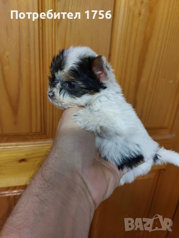 Йорки момиче, чистокръвен бивер., снимка 2 - Йоркширски териер - 52896416