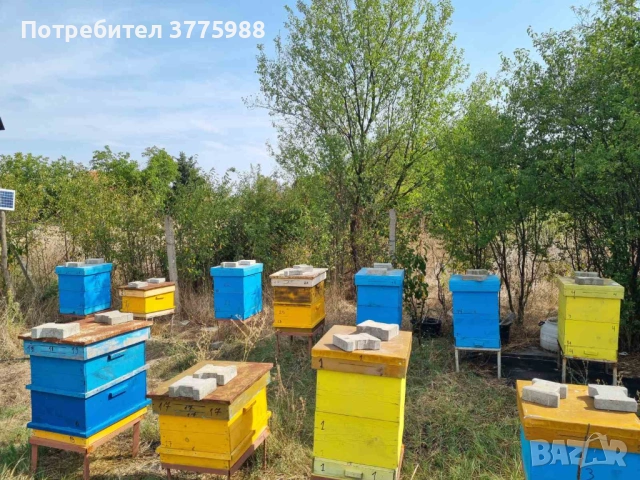 Продавам нови многокорпусни кошери със семейства, снимка 3 - За пчели - 53899610