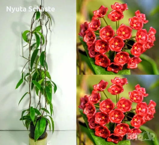  Hoya  Siariae red , снимка 1 - Стайни растения - 49362071