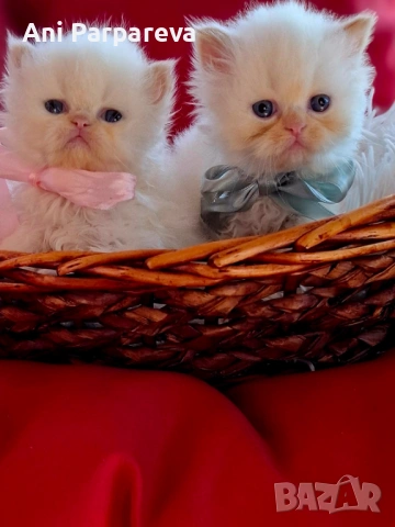 Персийски (хималайски)котенца.