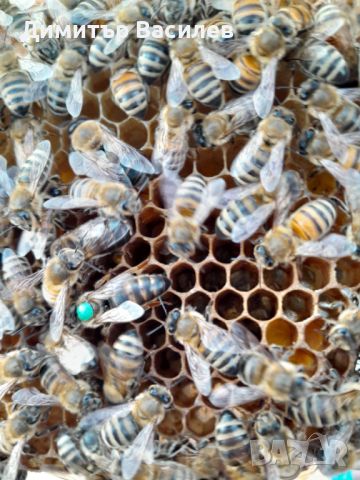 Промоция на пчелни майки - 20 лв., снимка 4 - За пчели - 45081439