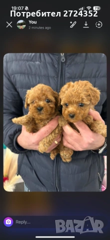 Той Пудел Ред Априкот, снимка 11 - Пудели - 53471351