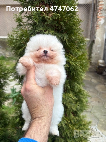 Померан мъжки