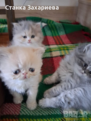 Персийски котенца 