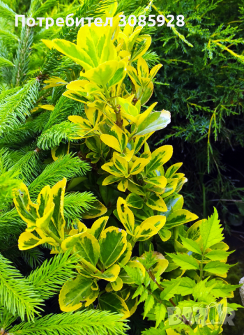 Храст Евронимус  Вариегата, снимка 1 - Градински цветя и растения - 41319074