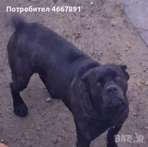 Кученца Кане корсо, снимка 6 - Кане корсо - 52642812