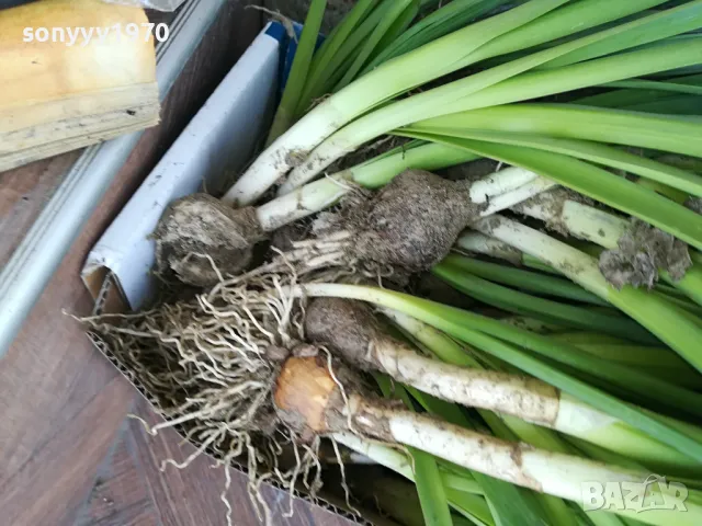 НАРЦИСИ-25ЛВ ЗА ЛОТ ОТ 25БР С ЛУКОВИЦИ 1104250533, снимка 15 - Градински цветя и растения - 49853468