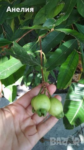 Syzygium jambos розова ябълка-екзотика , снимка 2 - Стайни растения - 46394163