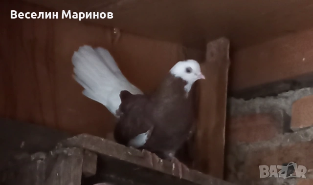 продавам  белослатински гьлаби