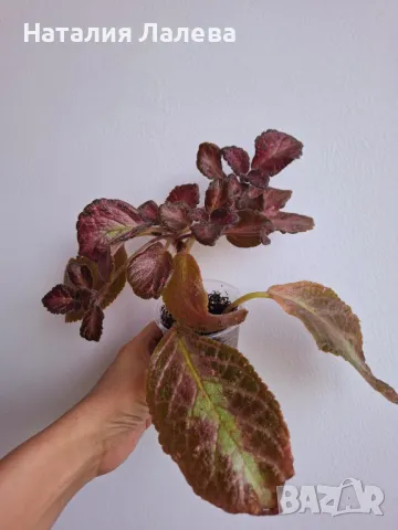 Еписция, episcia jim's rose garden, снимка 2 - Стайни растения - 49556528