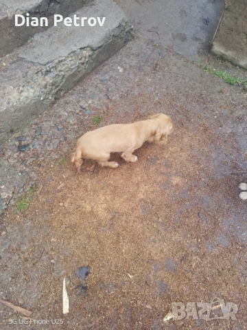 ПРОДАВА СЕ! Кокер шпаньол на 2 месеца., снимка 4 - Шпаньоли - 53387942