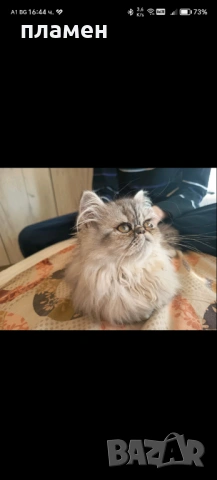 Котка Сребриста чинчила