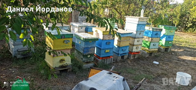 Продавам пчели спешно!!!, снимка 1 - За пчели - 45022315
