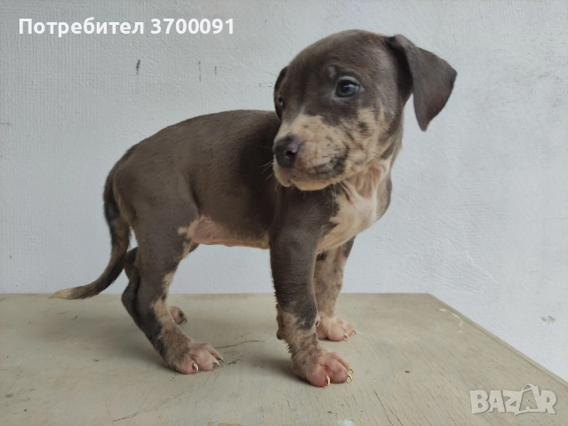 питбул / питбулчета , снимка 7 - Питбул - 52574243