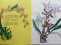 Книжка за оцветяване "Орхидеи" - Издателство "Малыш" - 1985г, снимка 2