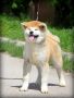 Akita inu puppies!