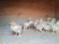 Пчелни отводки. Млади пуйки, кокошки Брама, пилета и юрдечки. , снимка 4