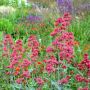 Червен валериан, червен центрантус (Centranthus ruber), снимка 3