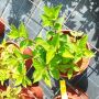 Хортензия Червен Диамант, Hydrangea paniculata Diamond Rouge, за супер слънце, снимка 6
