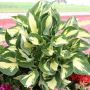 Hosta Colored Hulk (Хоста Цветен Хълк), снимка 1