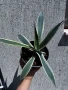 🌿 💞🌼 Столетник (Agave americana ‘Variegata’), снимка 1