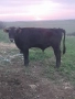 Продавам телета , снимка 1