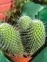 Кактус Mammillaria Un Pico 3 броя за 40 лв, снимка 3