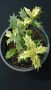 османтус трицветен osmanthus" Goshiki", снимка 1 - Градински цветя и растения - 45335255