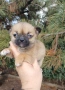 Чистокръвни мини чихуахуа , снимка 13