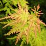 acer seiryu palmatum/ японски клен, снимка 1 - Градински цветя и растения - 46012114