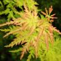 acer seiryu palmatum/ японски клен, снимка 1