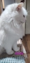 персийска чинчила, снежно бяла, 5 мес., снимка 11