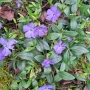 Пъстролистна Винка Минор , снимка 6