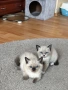 породисти котенца, снимка 2